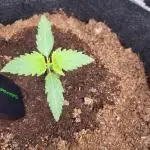 Very first grow - F1 Cosmos from RQS