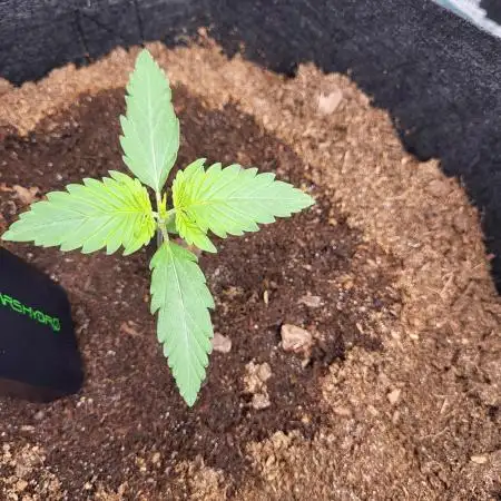 Very first grow - F1 Cosmos from RQS