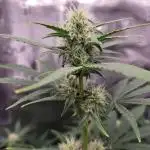 Very first grow - F1 Cosmos from RQS