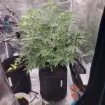 Very first grow - F1 Cosmos from RQS