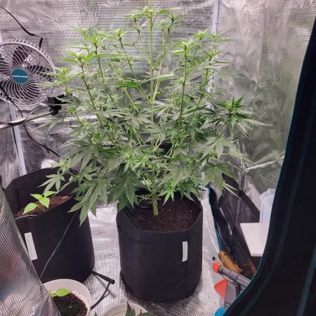 Very first grow - F1 Cosmos from RQS