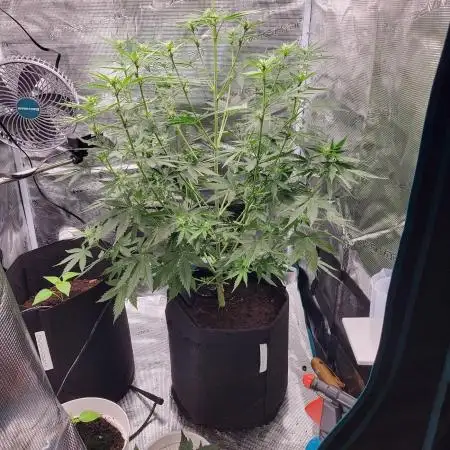 Very first grow - F1 Cosmos from RQS