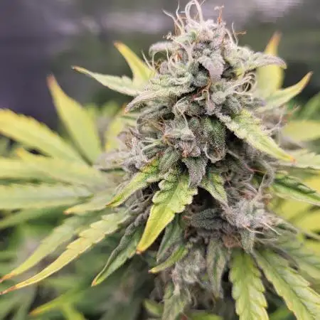 Very first grow - F1 Cosmos from RQS