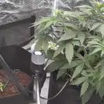 Very first grow - F1 Cosmos from RQS
