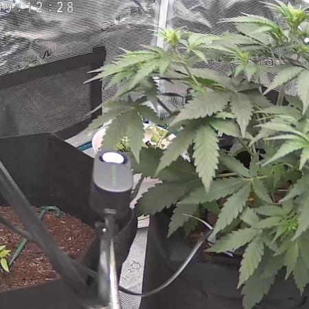 Very first grow - F1 Cosmos from RQS