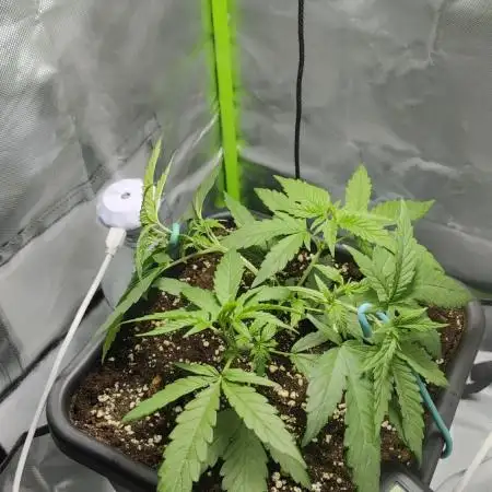 🧀 Exodus Cheese 🧀 Single Plant