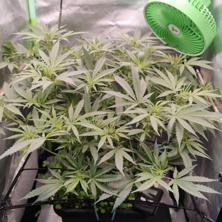 🧀 Exodus Cheese 🧀 Single Plant