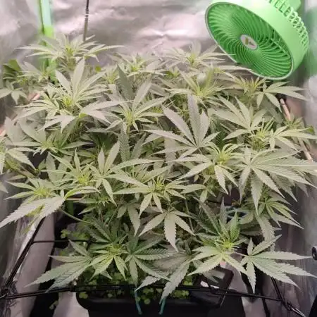 🧀 Exodus Cheese 🧀 Single Plant