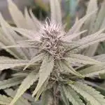 🧀 Exodus Cheese 🧀 Single Plant