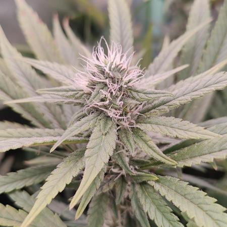 🧀 Exodus Cheese 🧀 Single Plant