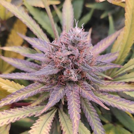 🧀 Exodus Cheese 🧀 Single Plant