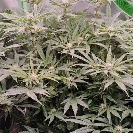 🧀 Exodus Cheese 🧀 Single Plant