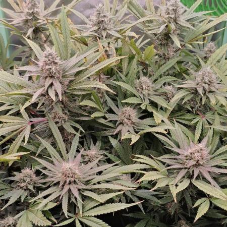 🧀 Exodus Cheese 🧀 Single Plant