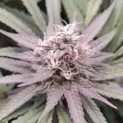 🧀 Exodus Cheese 🧀 Single Plant