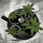 My Medical Grow
