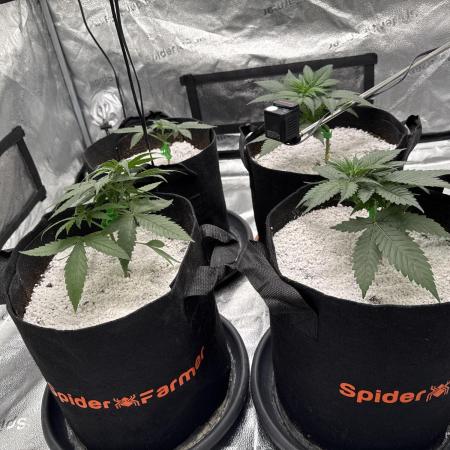 My Medical Grow