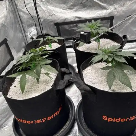 My Medical Grow