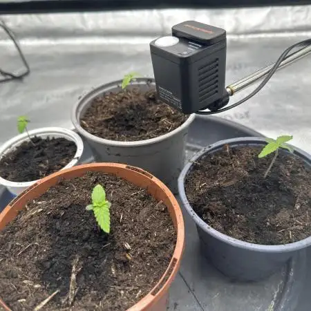 My Medical Grow