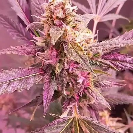 Auto grow