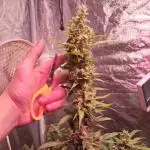 Auto grow