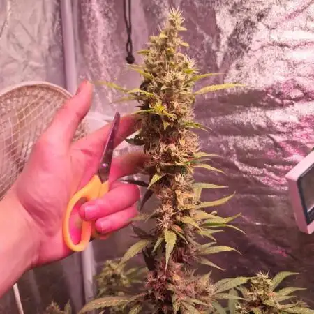 Auto grow