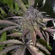 4 Cherry Cola RF3 SeaOfCherries