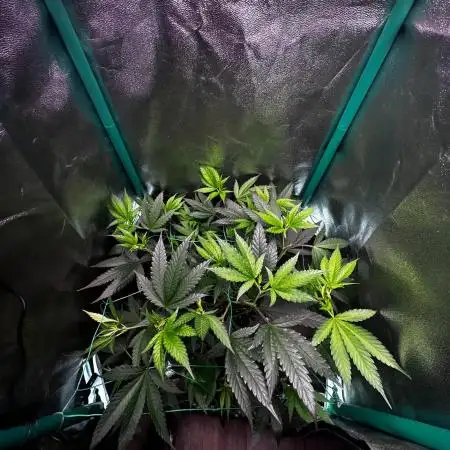 65W 40x40cm 100g (1.5GpW) LED CHALLENGE