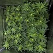 4 Cherry Cola RF3 SeaOfCherries
