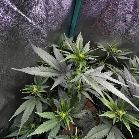 65W 40x40cm 100g (1.5GpW) LED CHALLENGE