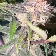 4 Cherry Cola RF3 SeaOfCherries