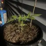 Blue dream auto