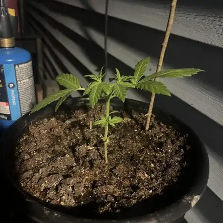 Blue dream auto