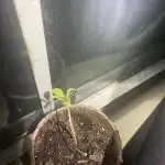 Fast buds strawberry gorilla