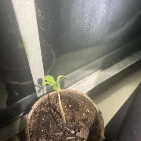 Fast buds strawberry gorilla