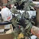 The Mixed Grow