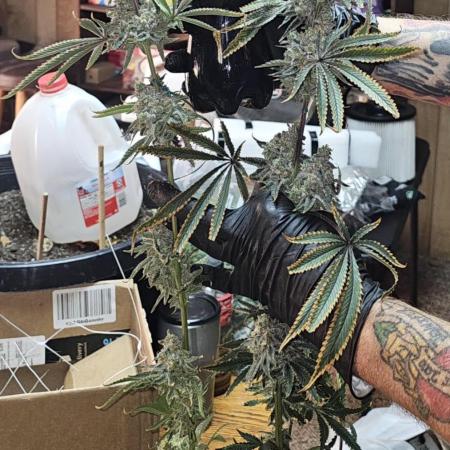 The Mixed Grow