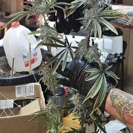 The Mixed Grow