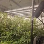 The Mixed Grow
