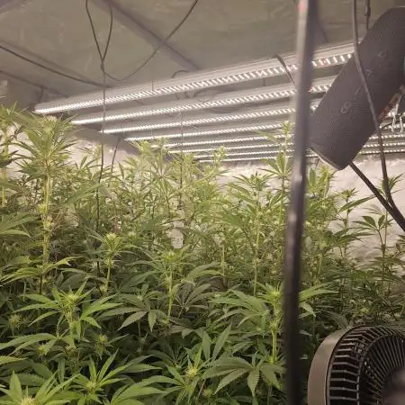 The Mixed Grow