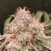 Spritz - Perfect tree