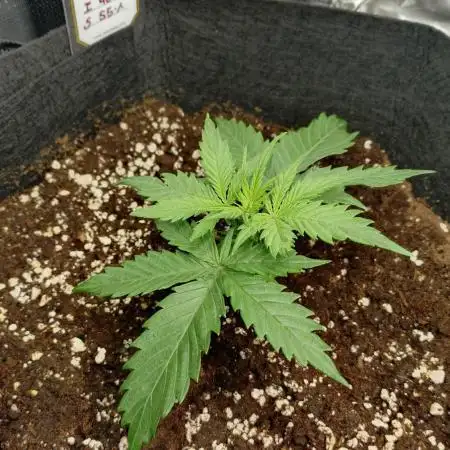 First Indoor