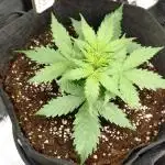 First Indoor