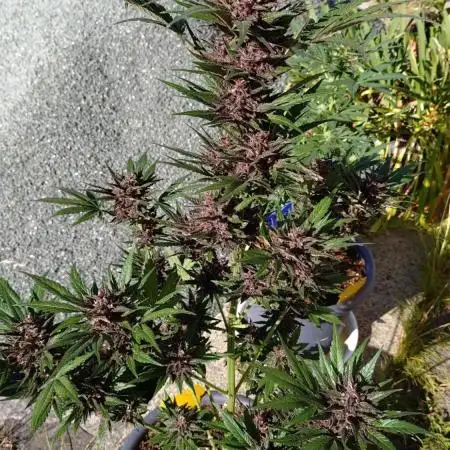 Outdoor 2025