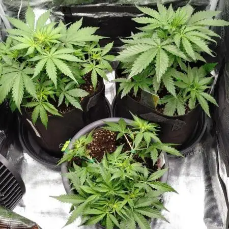 First Indoor