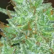 Gushers Autoflower Zamnesia