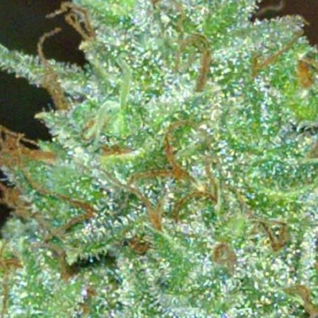 Gushers Autoflower Zamnesia