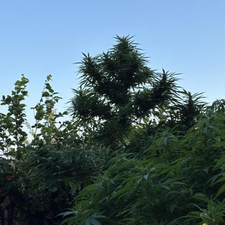 Durban Poison, Frisian Dew & Early Girl