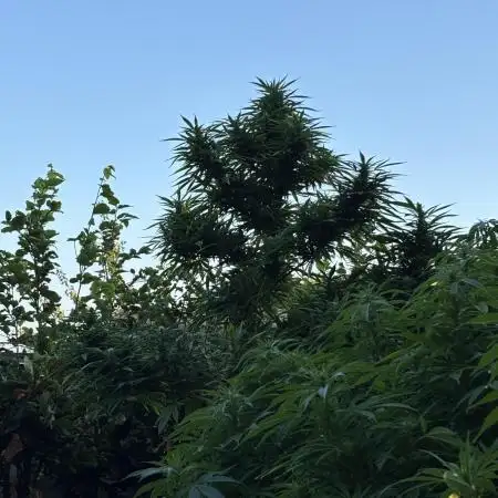 Durban Poison, Frisian Dew & Early Girl