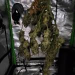 1st Auto flower