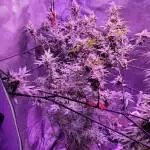 DWC Virgin